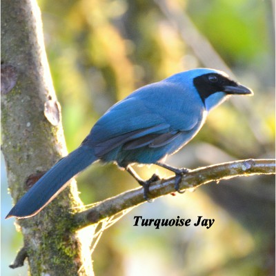 Turquoise Jay